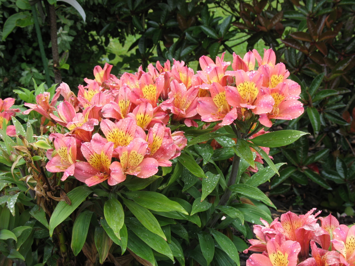 Красивая цветы альстремерия в саду