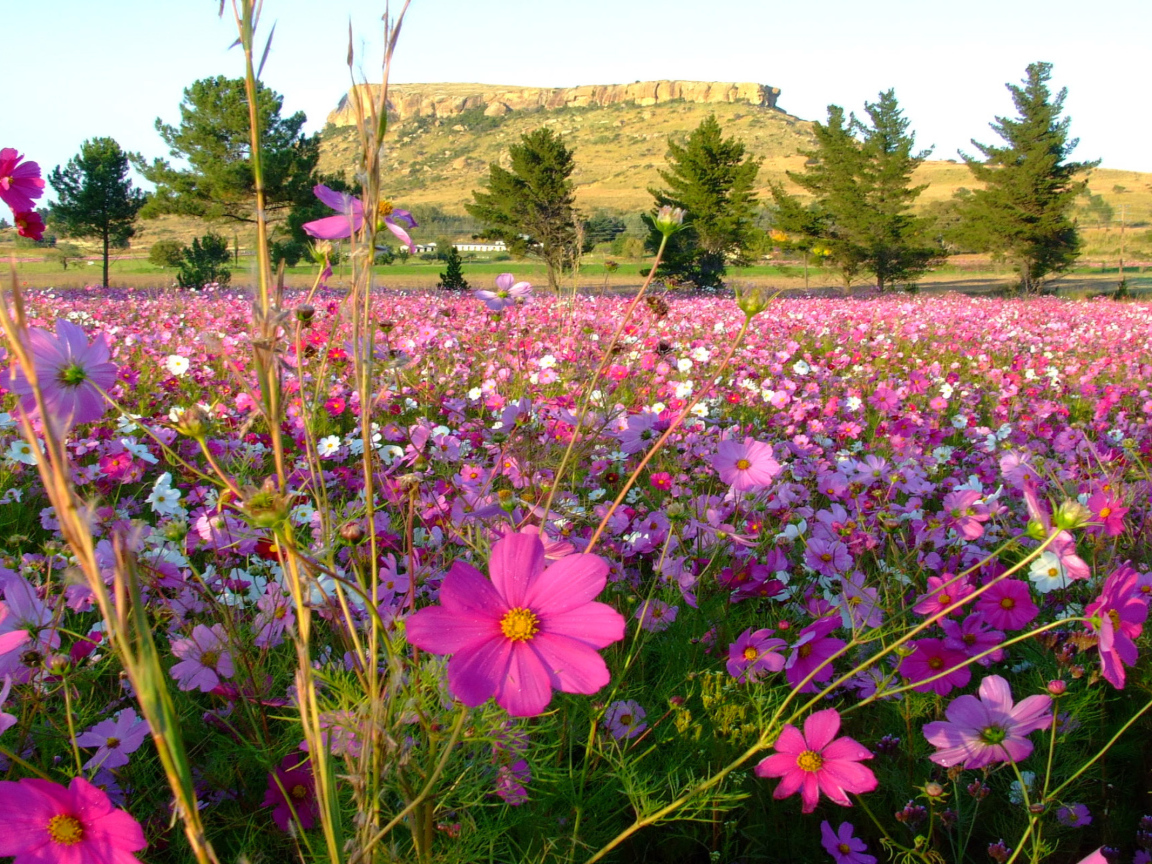 Красивая космея в саду