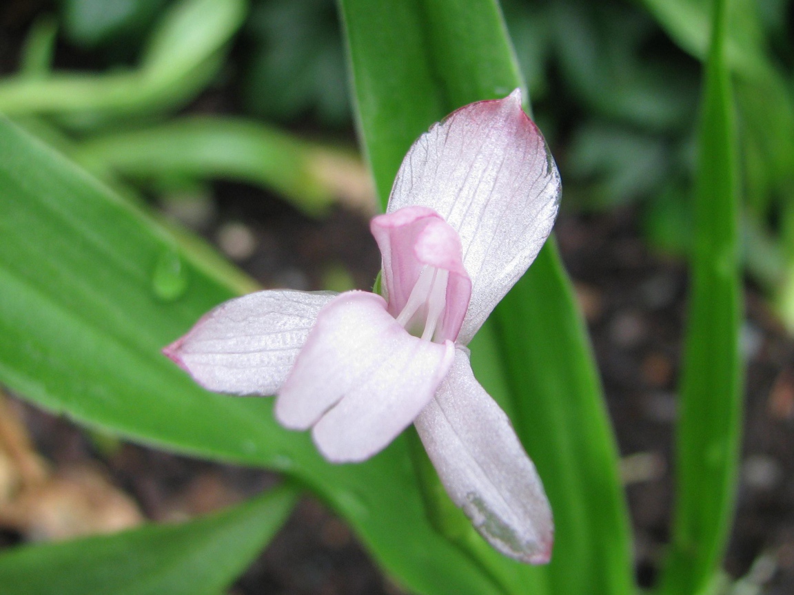 Красивая роскоя на клумбе в саду