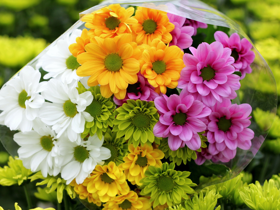 Красивые и яркие цветы хризантема