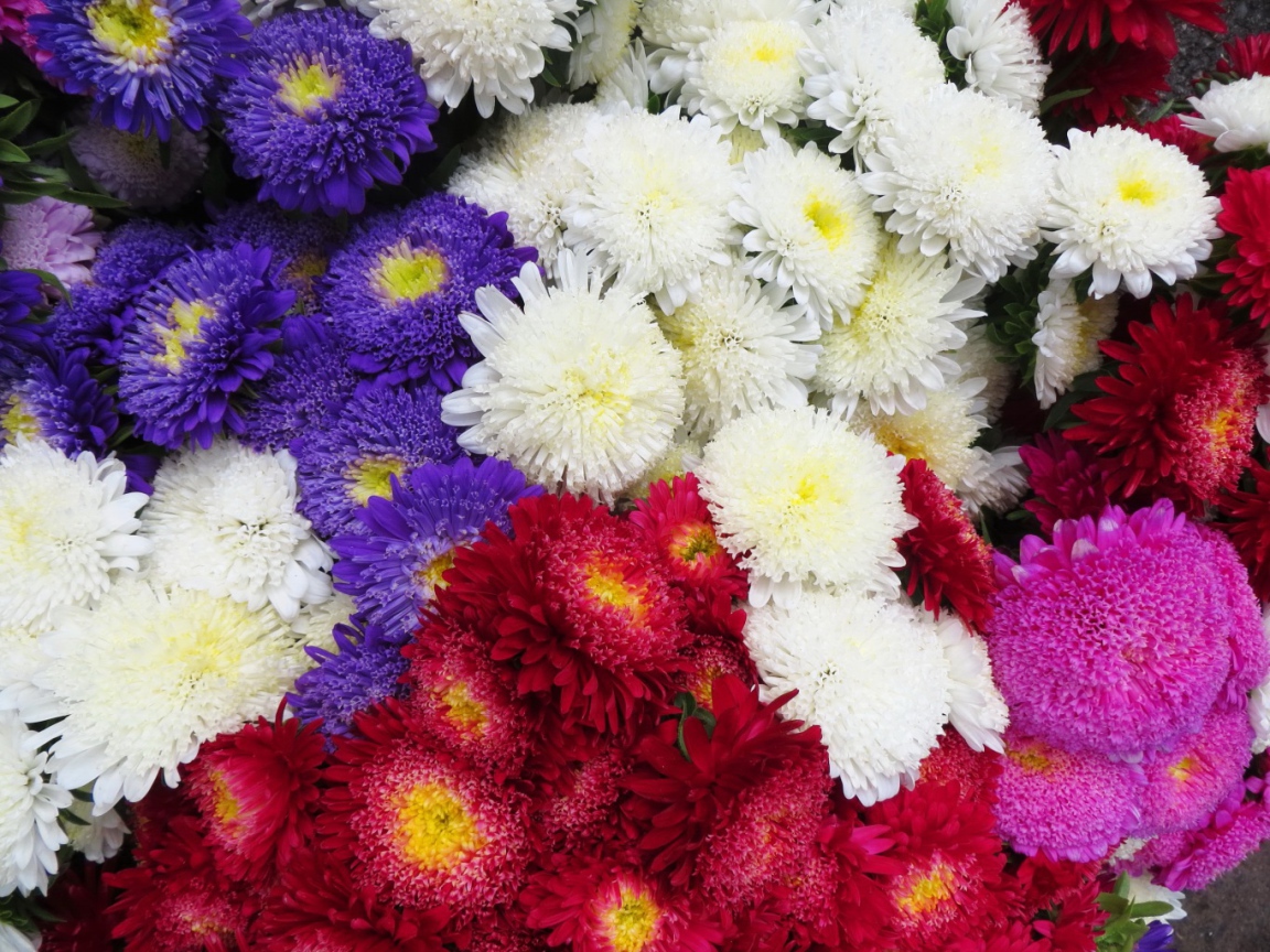 Красивая астра на дачном участке