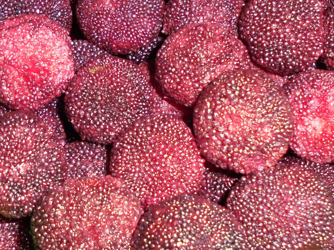 Красивые ягоды восковник из сада