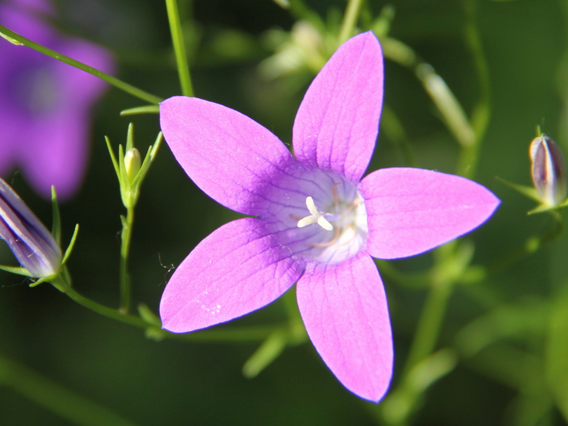 Красивые колокольчики на дачном участке