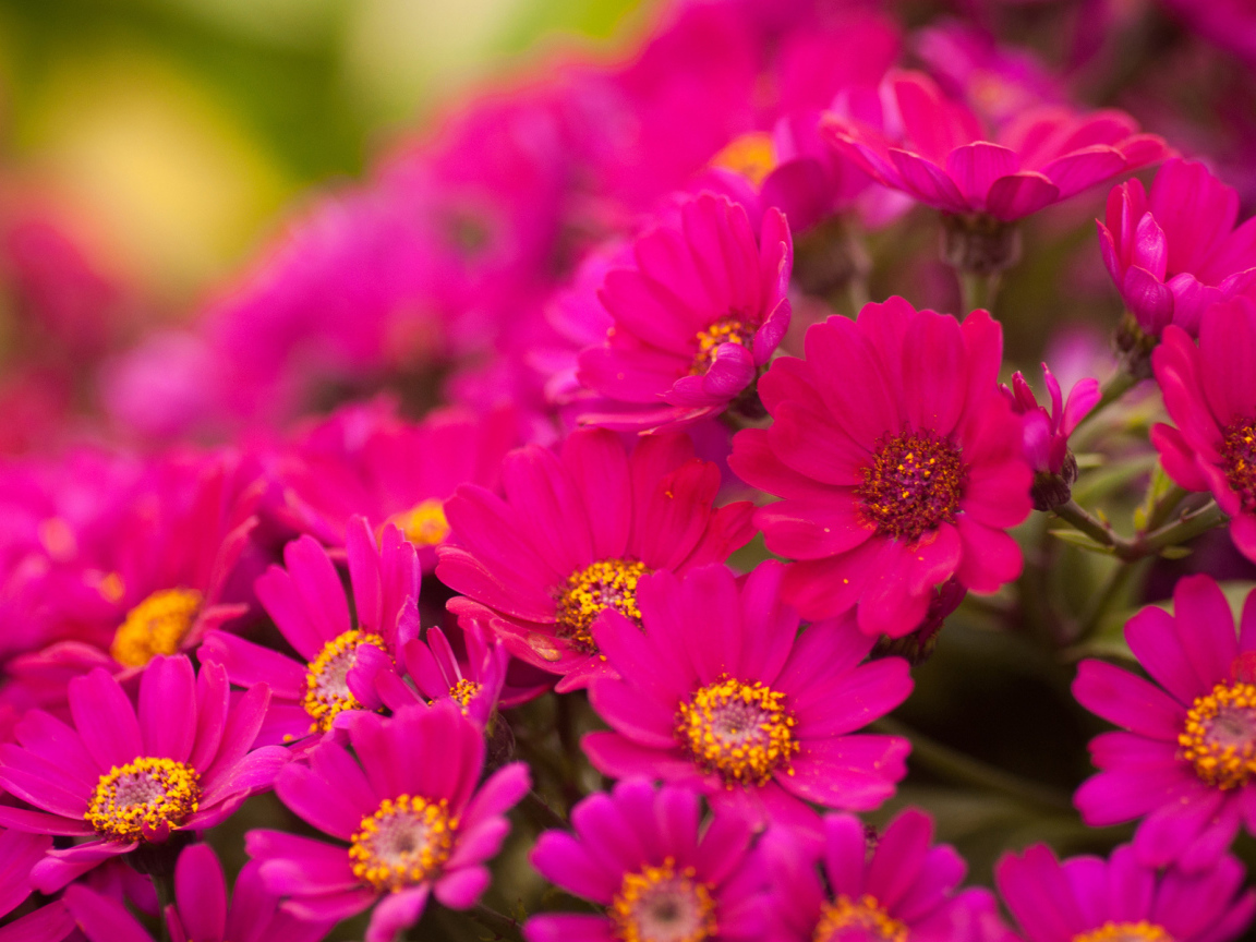 Красивые цветы хризантема в саду