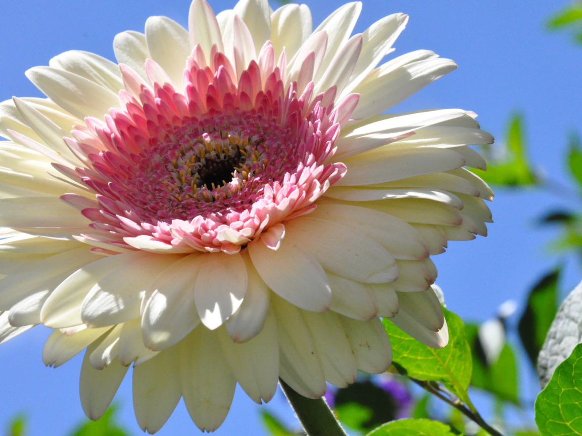 Красивая гербера в саду