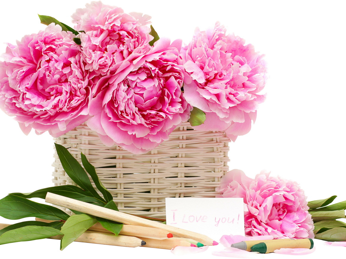 Красивый рисунок цветы пионы