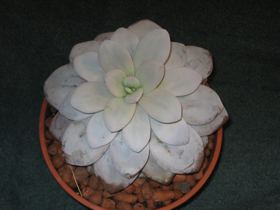 Красивая эхеверия (эчеверия) в саду