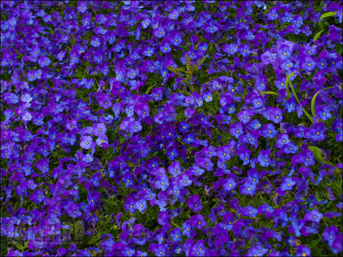 Расцвели красивые цветы анютины глазки