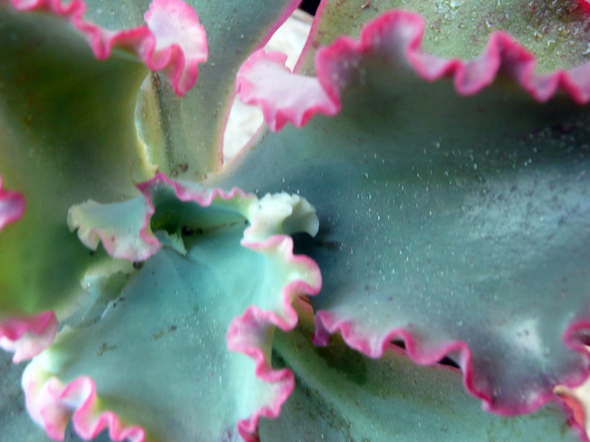 Красивый цветок эхеверия (эчеверия) на поляне