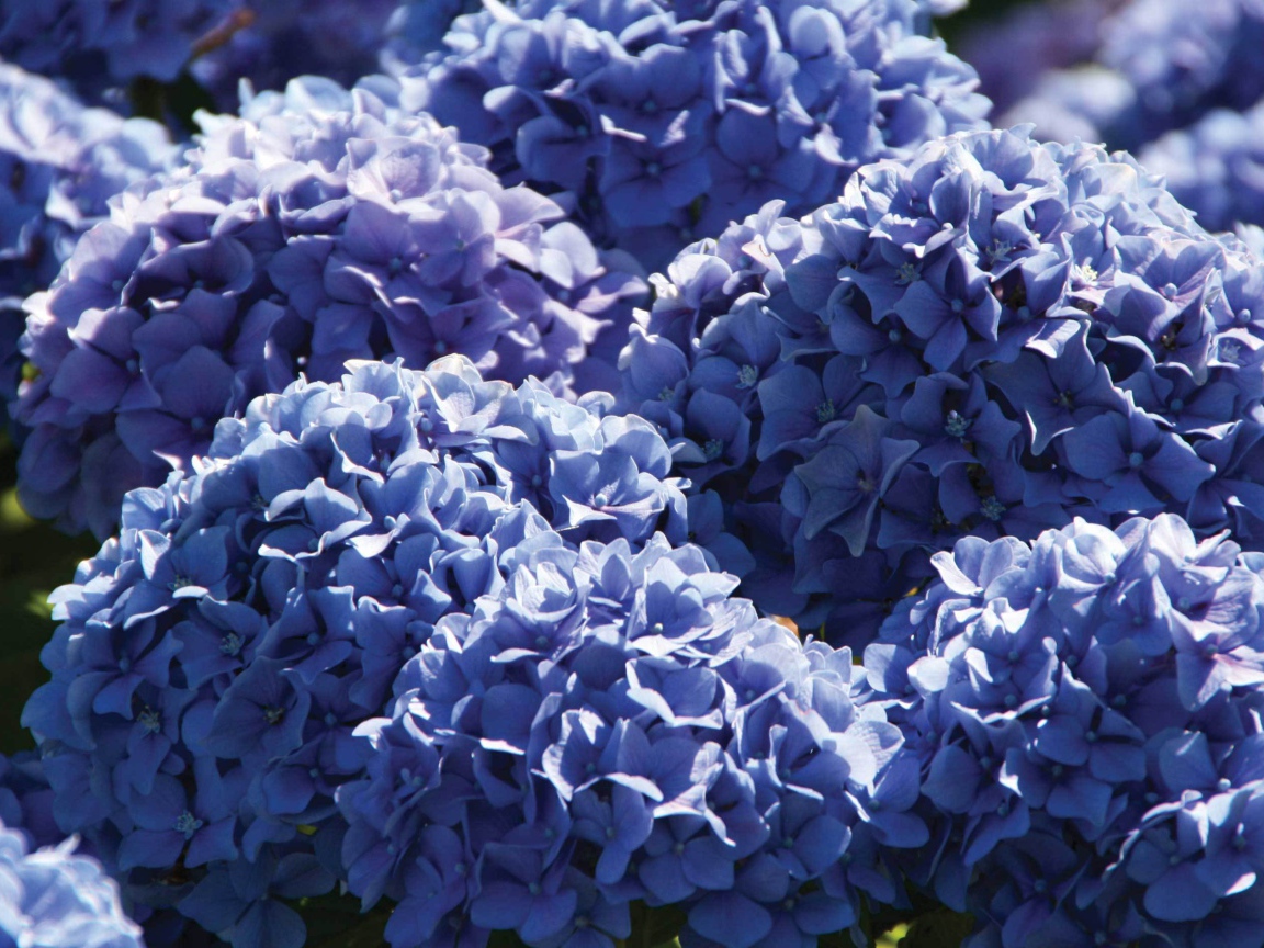 Красивый цветок гортензия