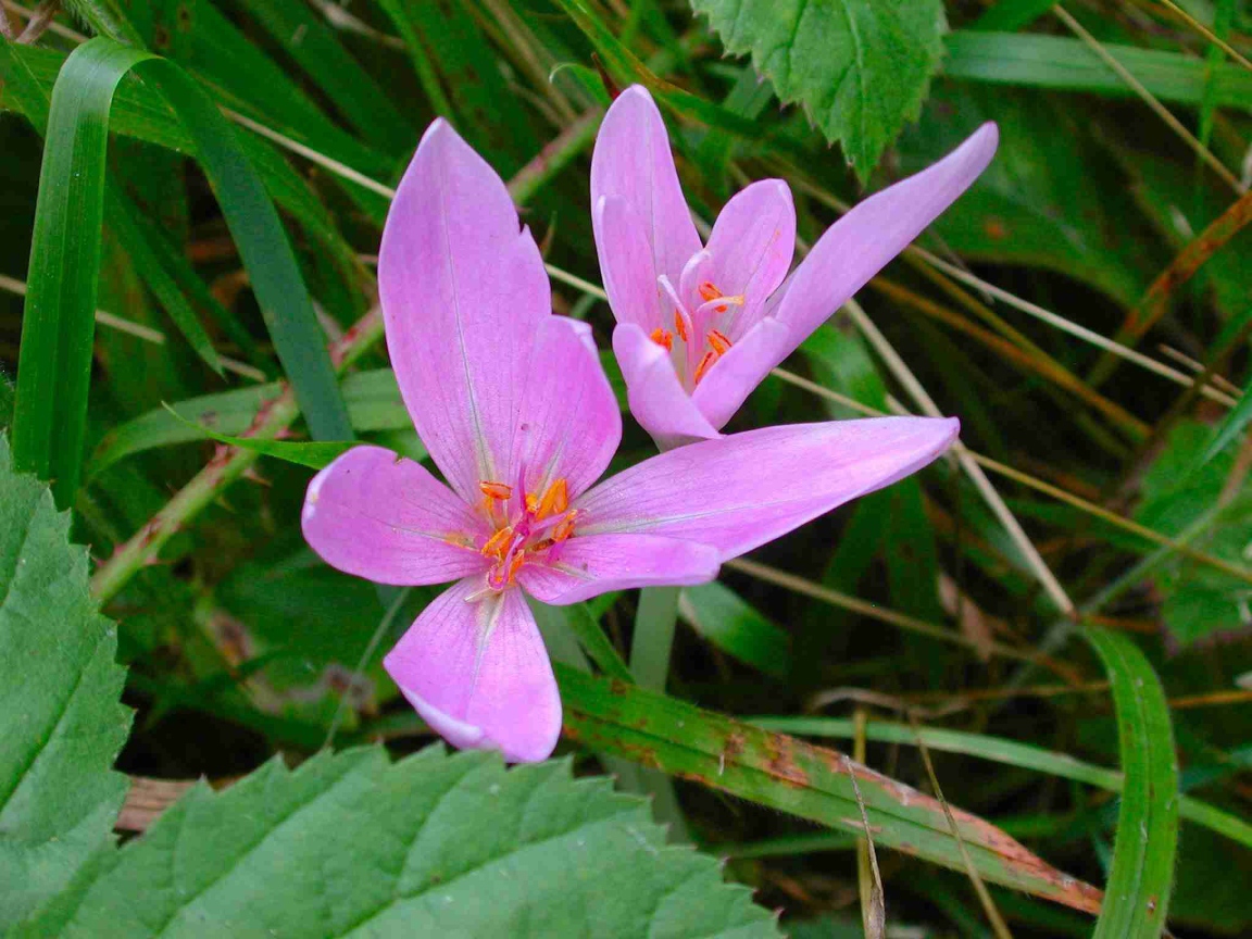 Прекрасный цветок шафран расцвел в саду