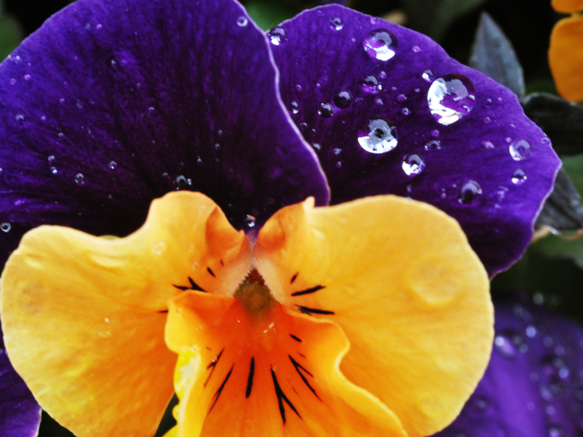 Красивый цветок анютины глазки в саду