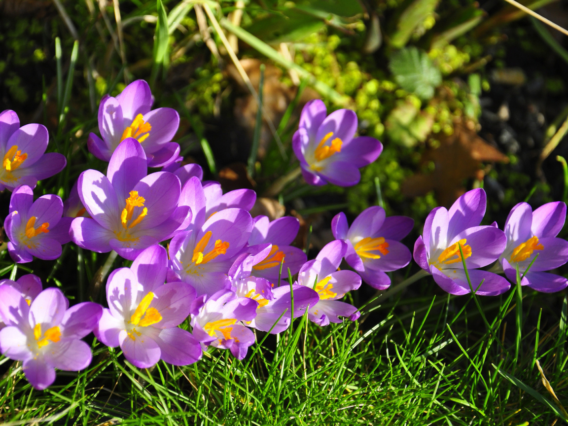 На солнце красивый цветок шафран