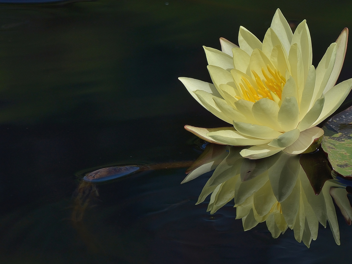 Красивый цветок лилия