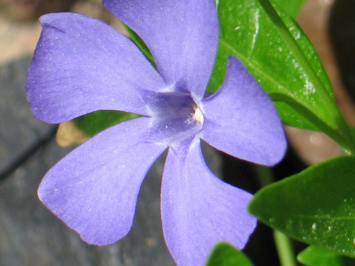 Красивый цветок барвинок на дачном участке