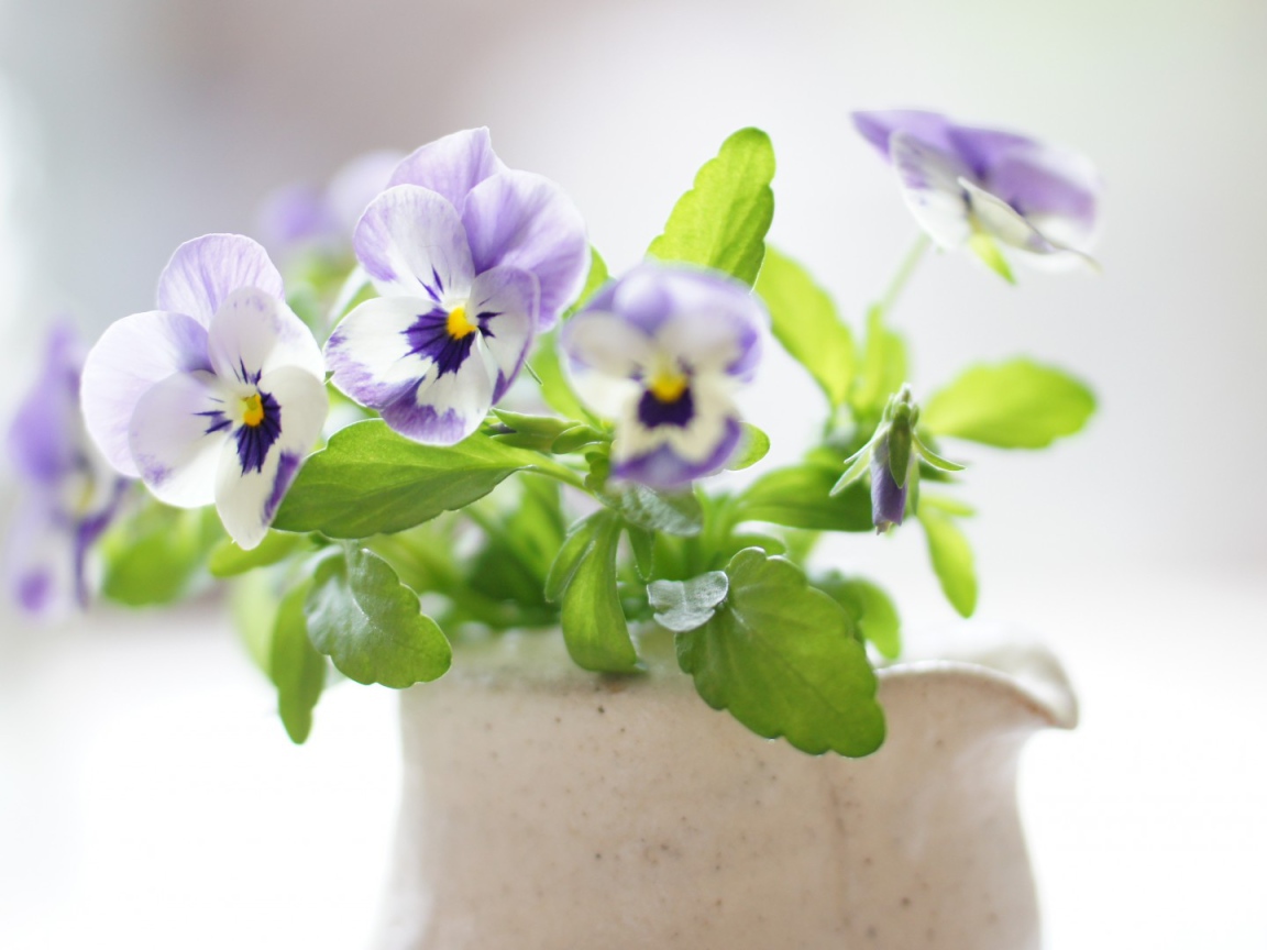 Красивые цветы