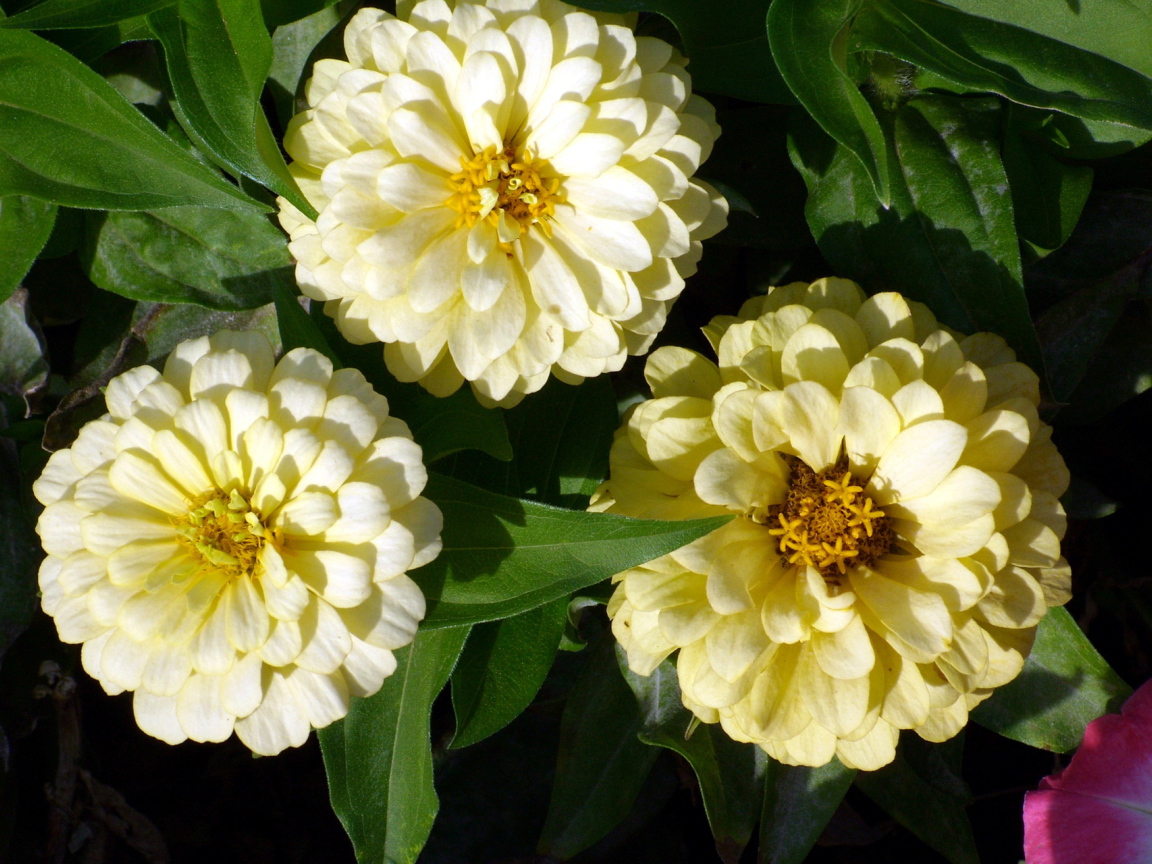 Красивые цветы цинния (циния) в саду