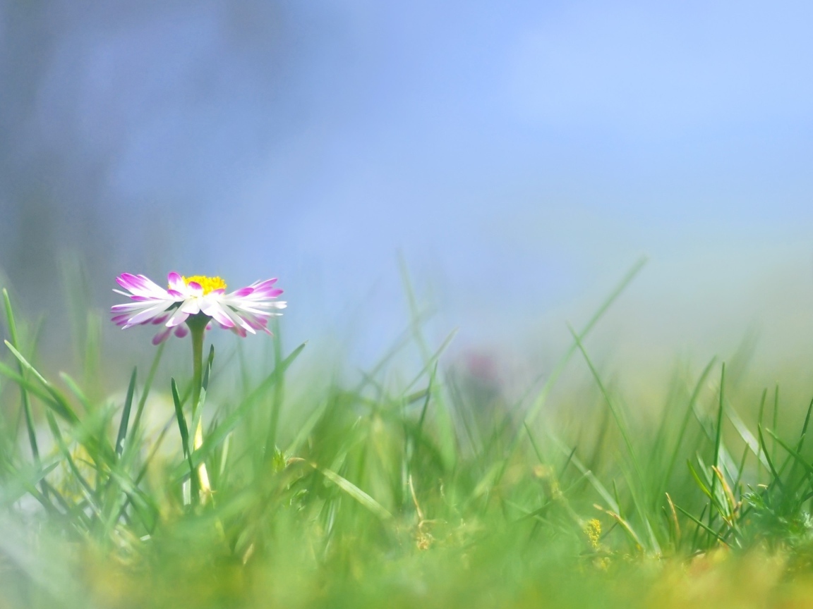 Прекрасные цветы маргаритки