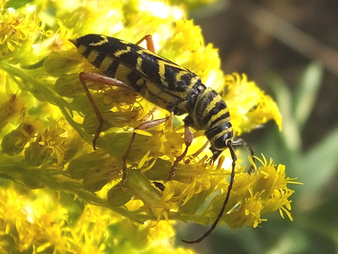 Красивые цветы венидиум на клумбе в саду