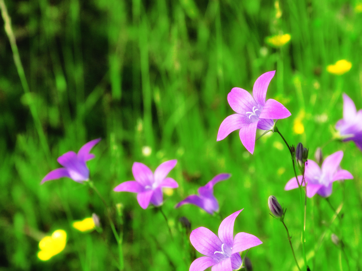 Красивые цветы колокольчики в саду