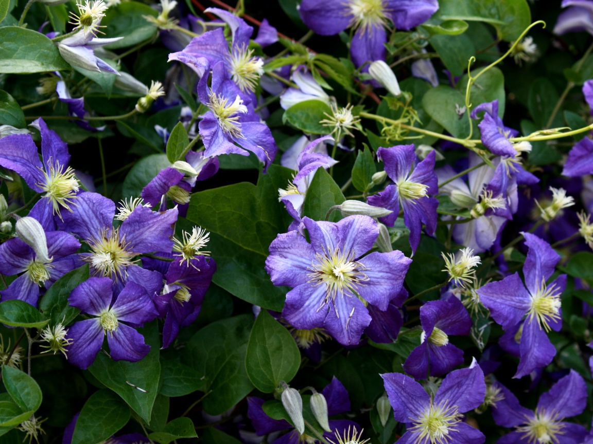 Красивые цветы клематис в саду