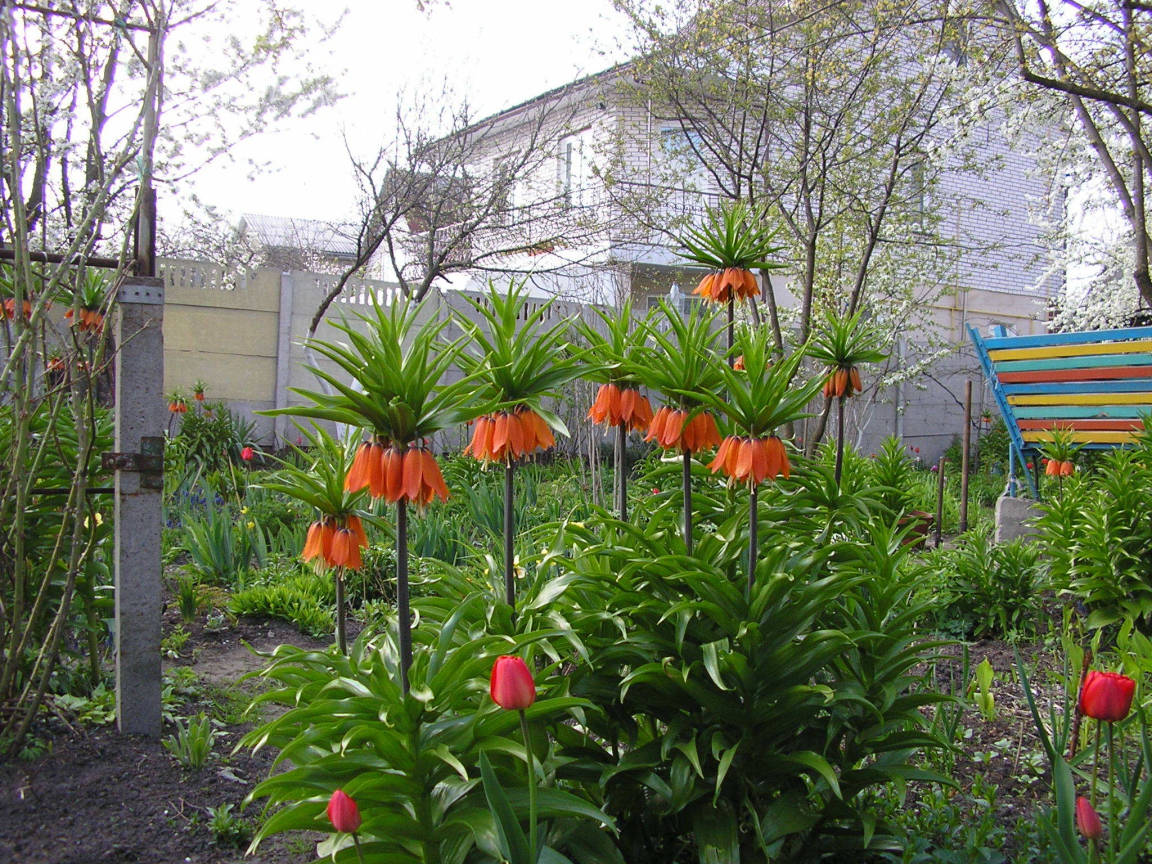 Красивые цветы рябчик императорский в саду