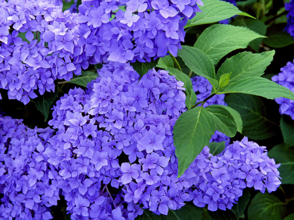 Красивые цветы вероника в саду