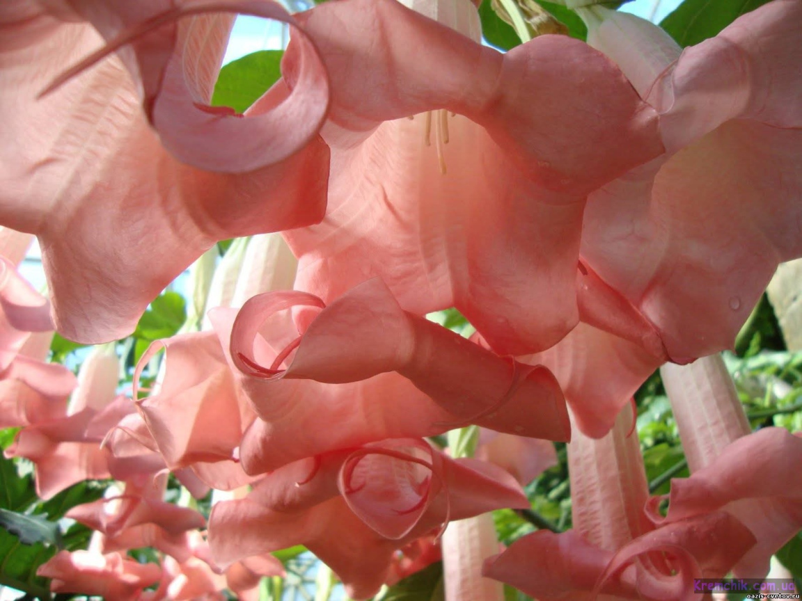 Красивые цветы бругмансия в парке