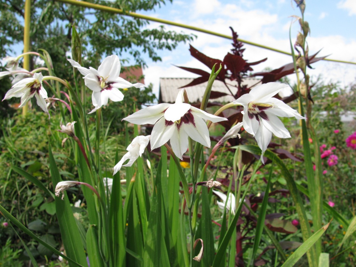 Красивые цветы ацидантера в парке