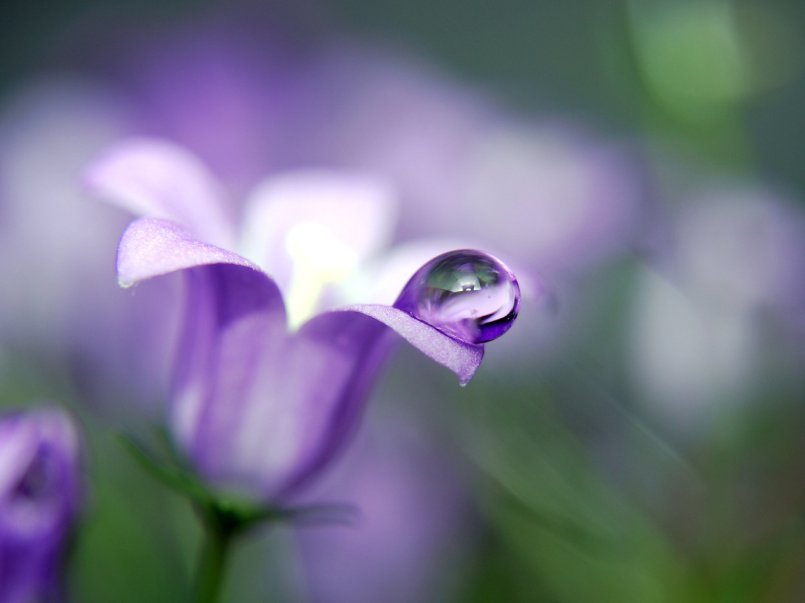 Красивые цветы колокольчик в парке