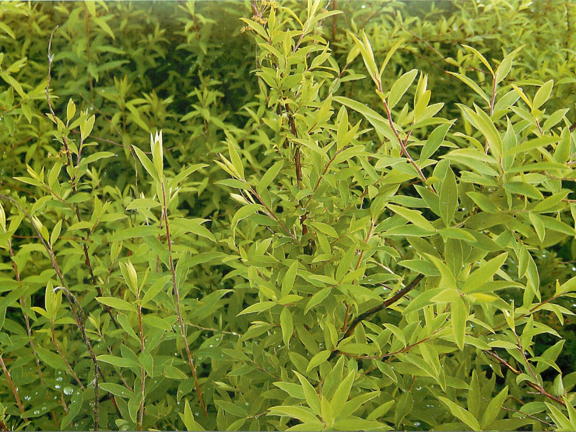 Красивые цветы спирея в парке