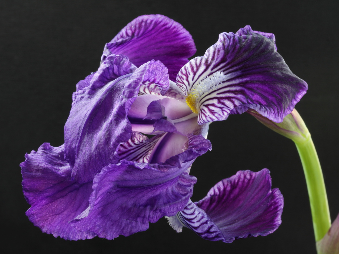 Красивые цветы ирисы на клумбе в саду