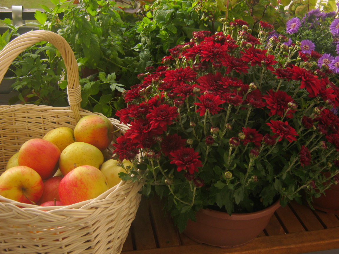 Красивые цветы хризантема и яблоки