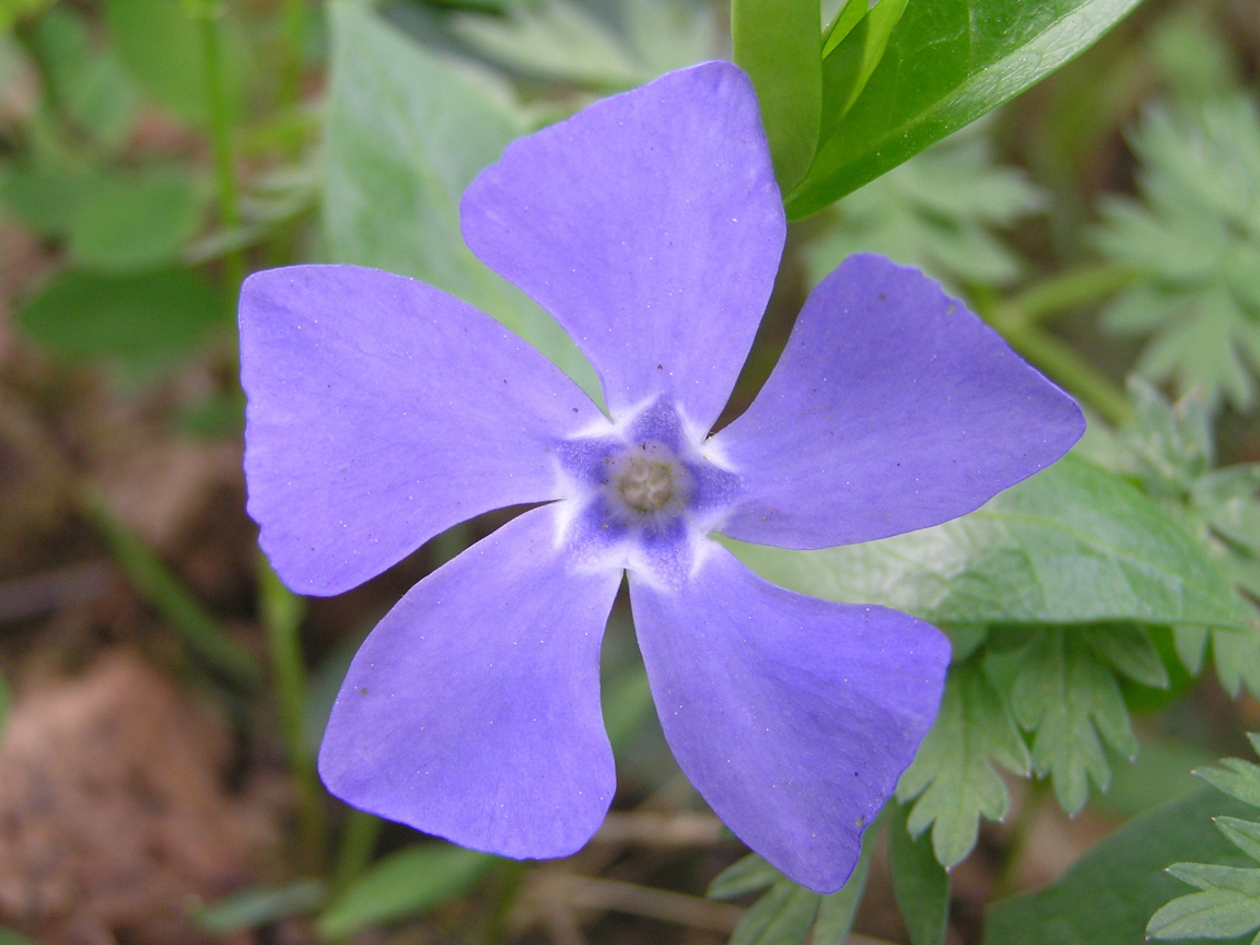 Красивые цветы барвинок в парке