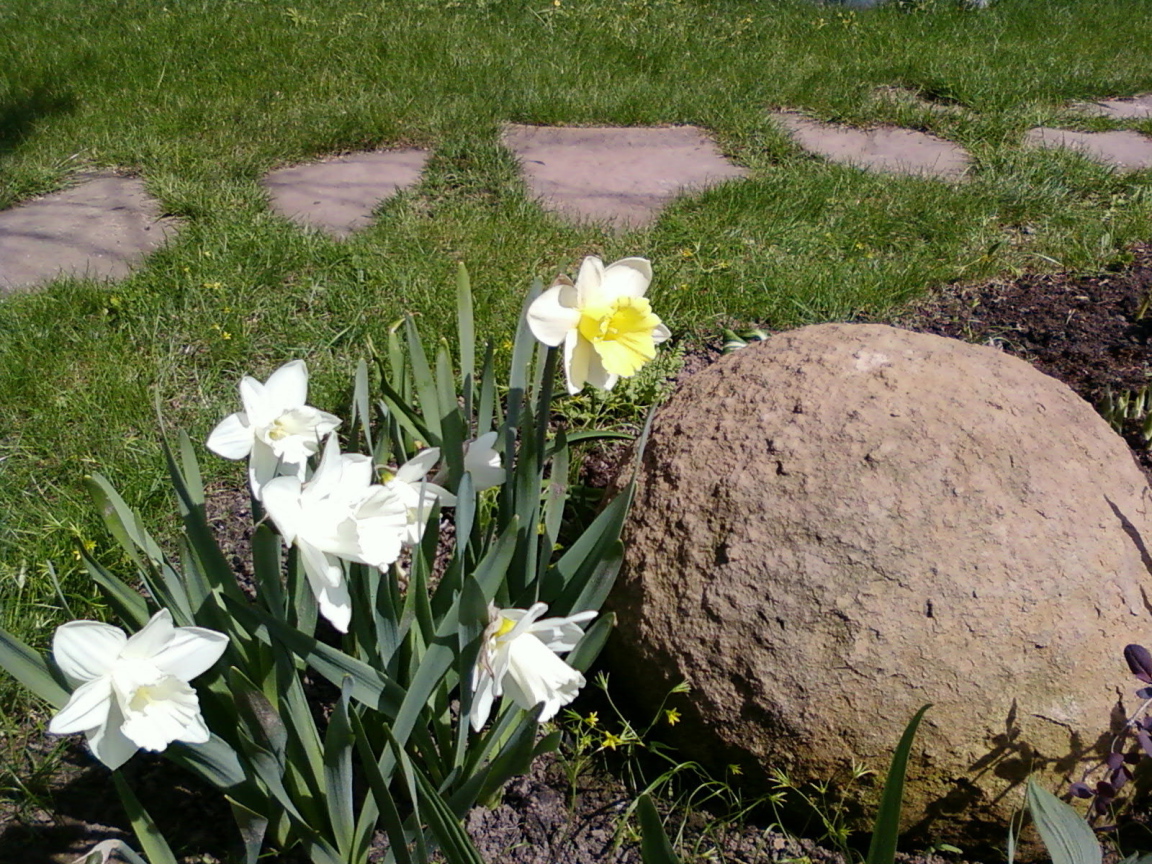 Красивые цветы нектароскордум на дачном участке