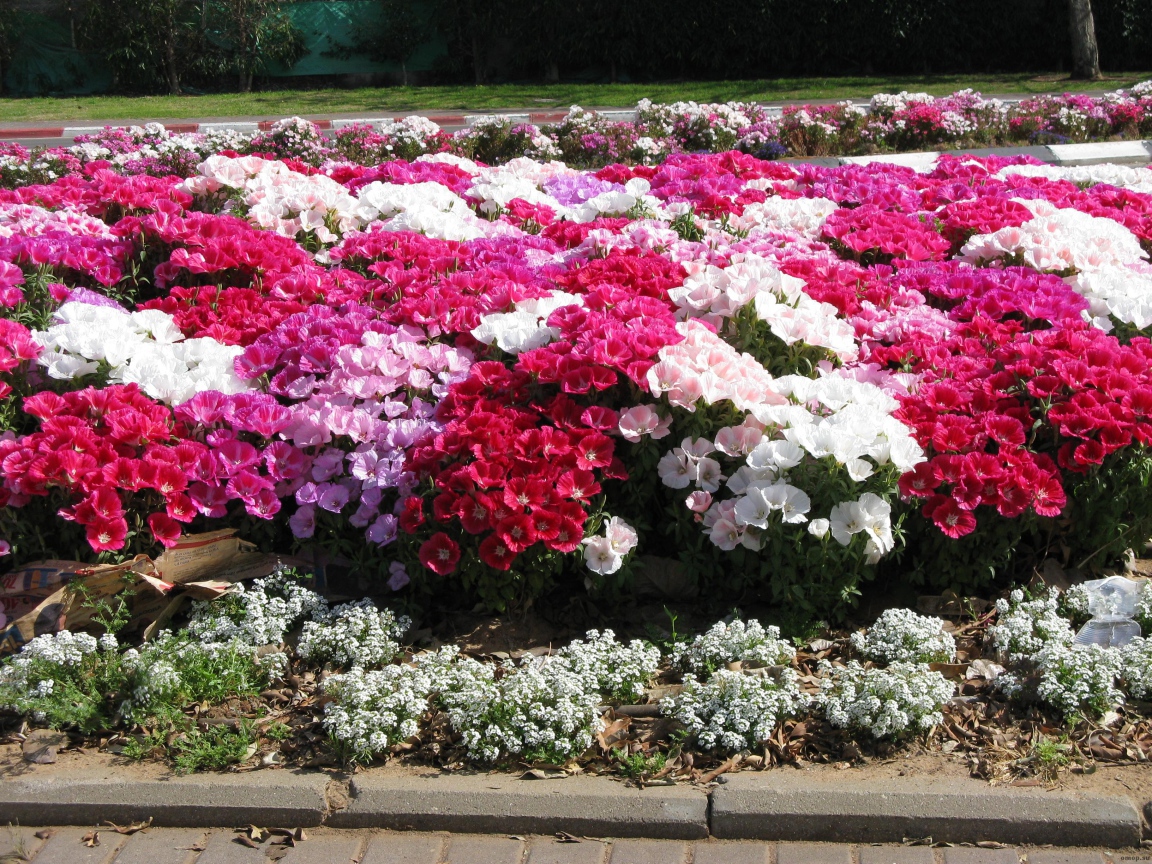 На поляне красивые цветы кларкия (годеция) 