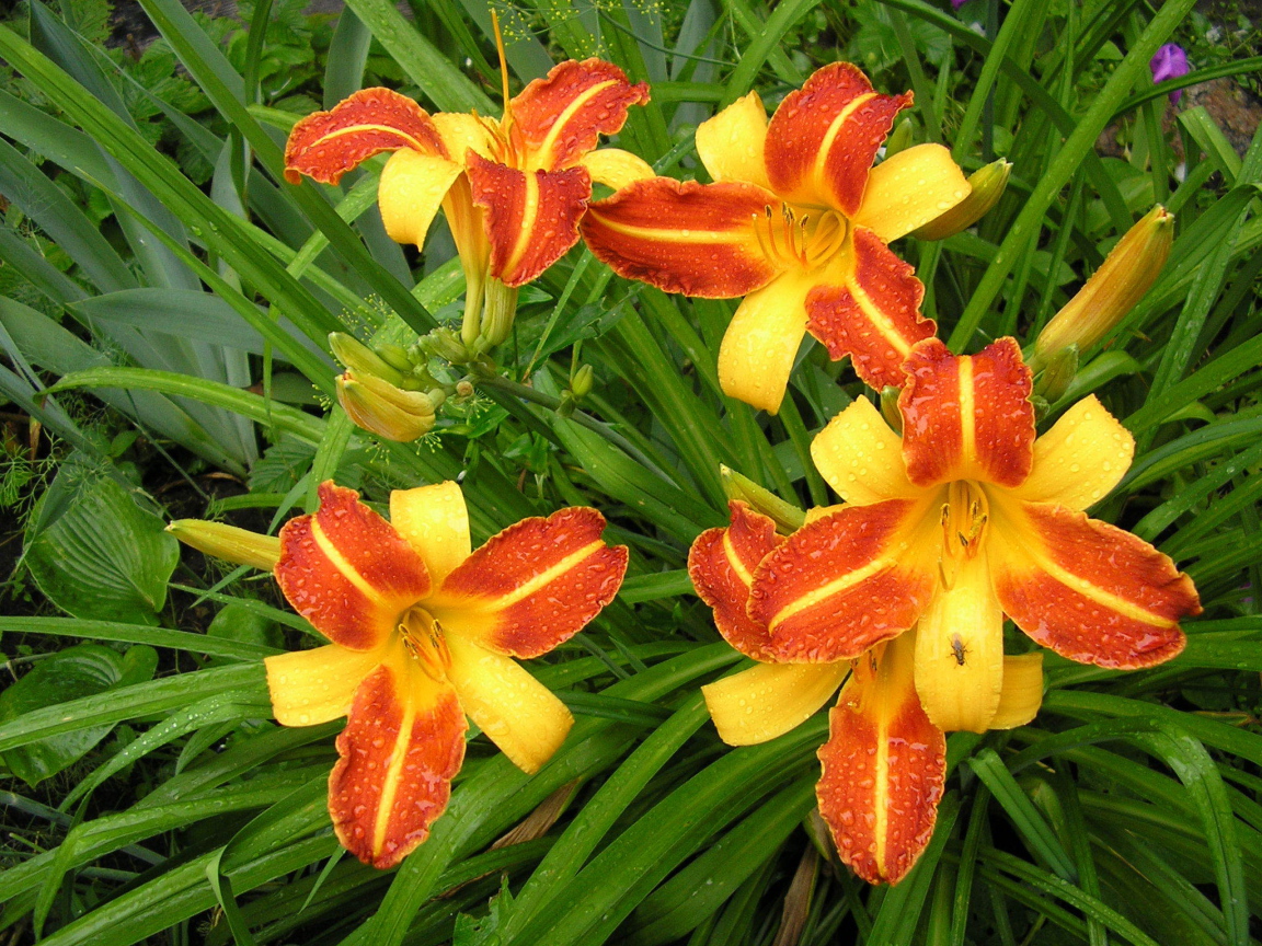 На поляне красивые цветы лилейник