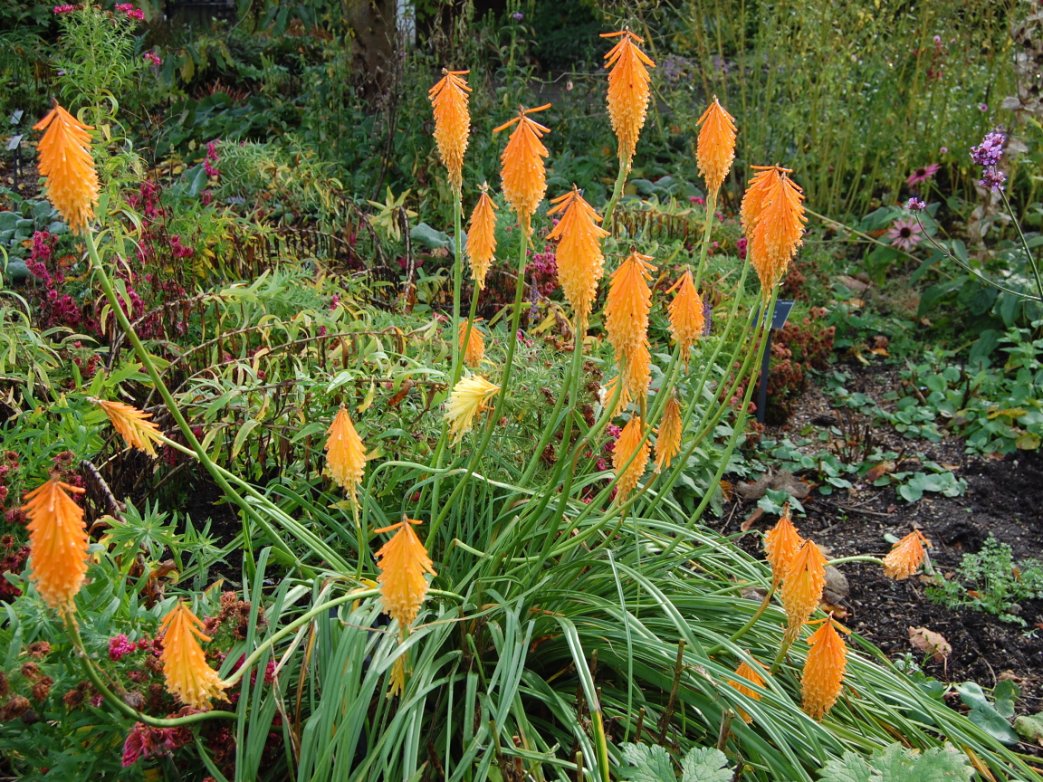 На поляне красивые цветы кникофия