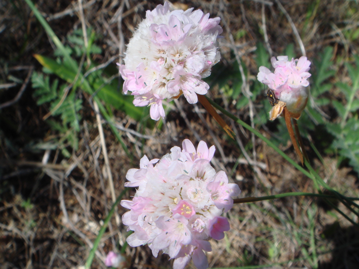 На поляне красивые цветы армерия