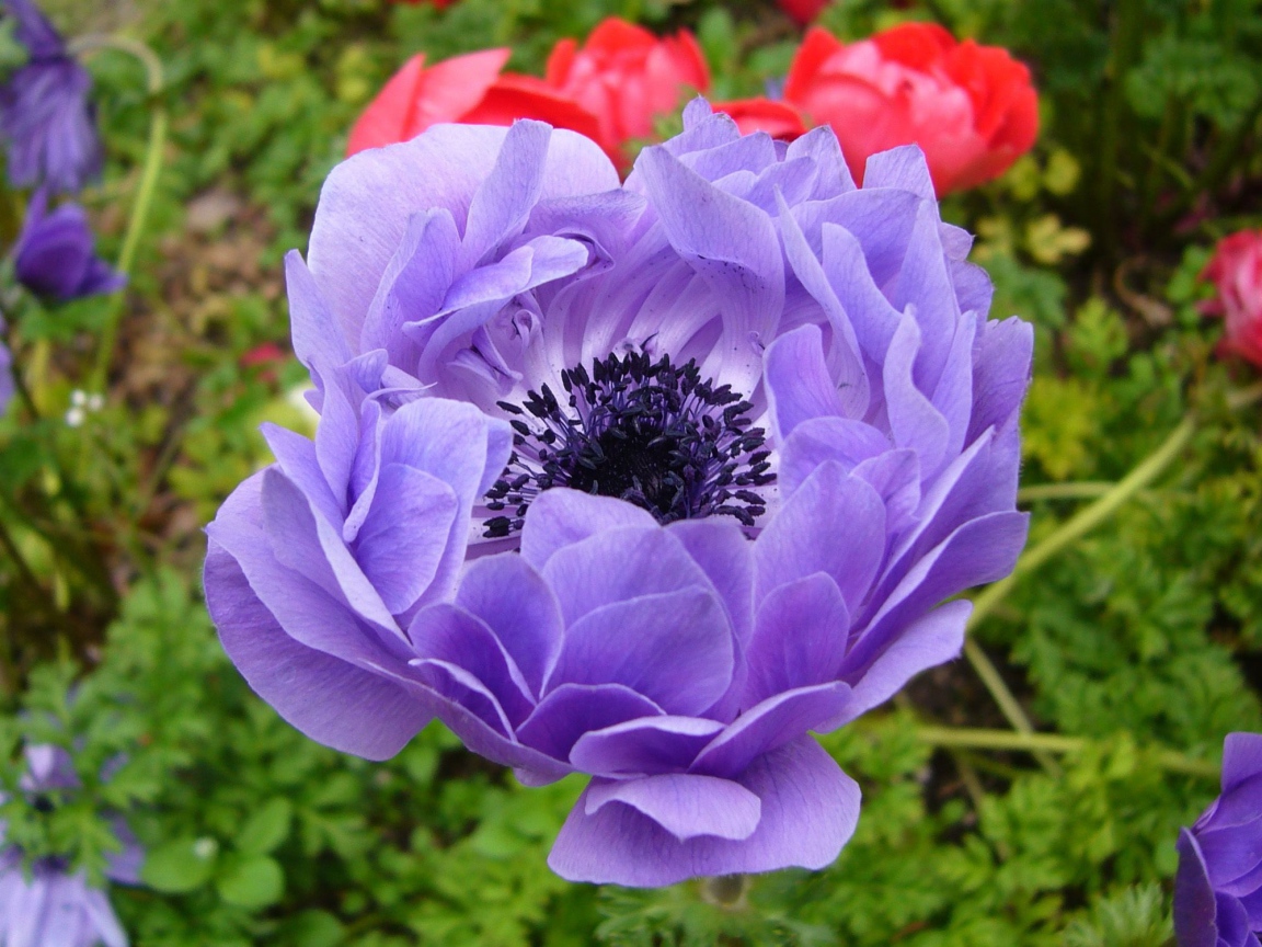 На поляне красивые цветы анемона