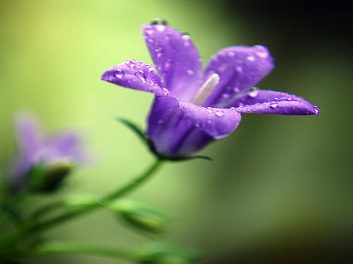 На поляне красивые цветы колокольчики