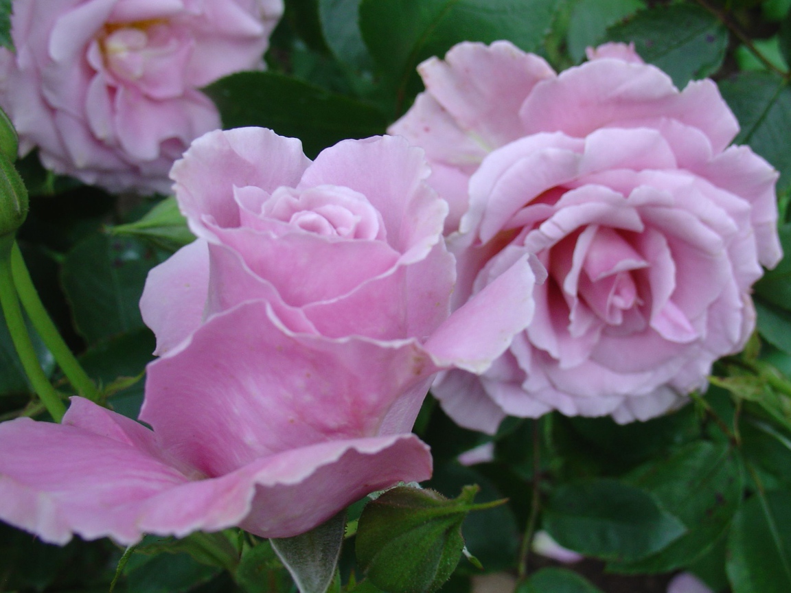 Красивые цветы кустарниковые розы на поляне