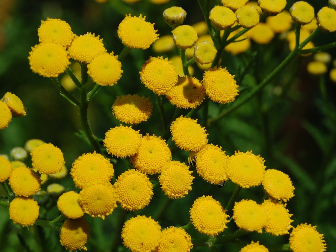 Красивые цветы венидиум (астровые) на поляне