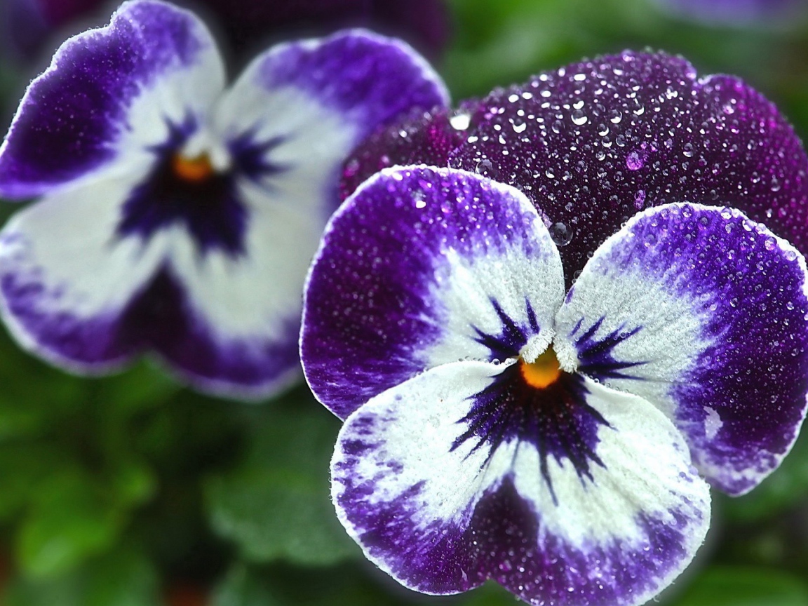 Красивые цветы виола (фиалка,анютины глазки)  в саду