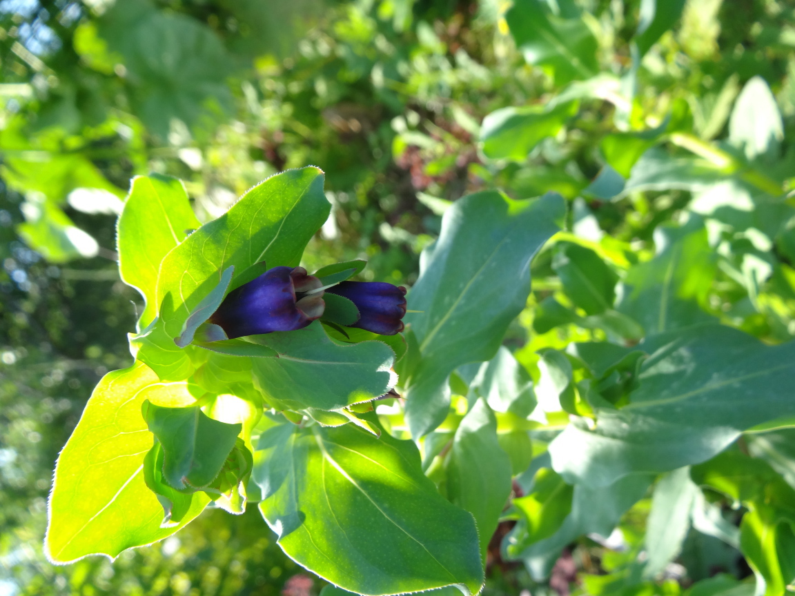 Красивый восковник на дачном участке