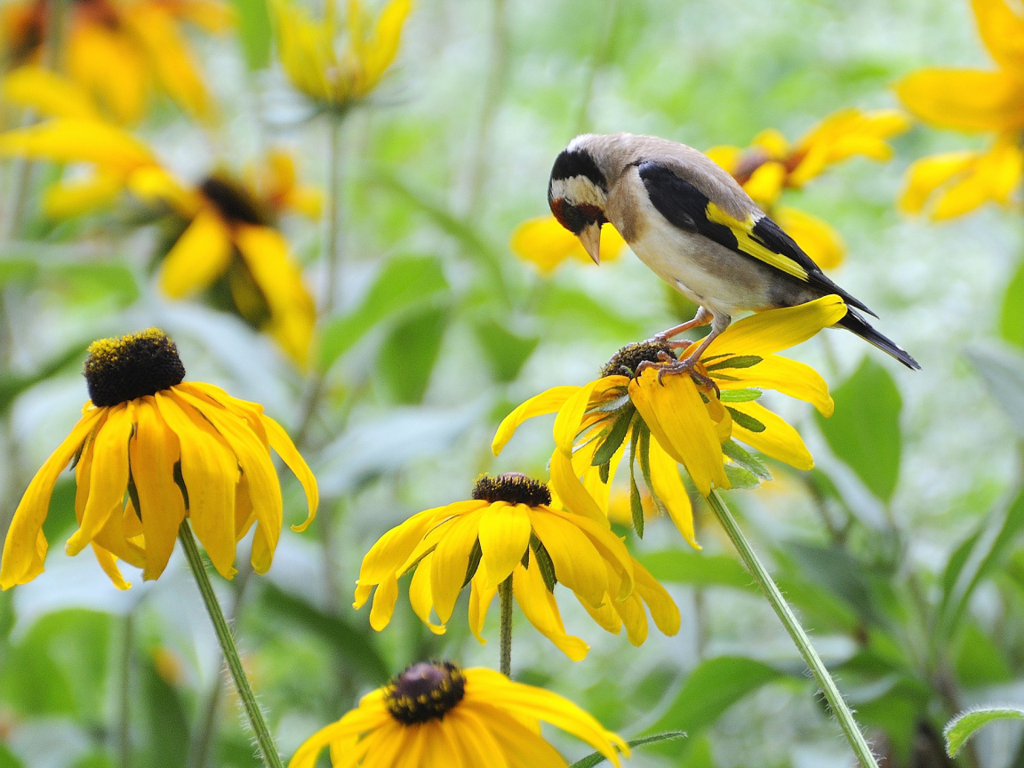 Красивая рудбекия в саду
