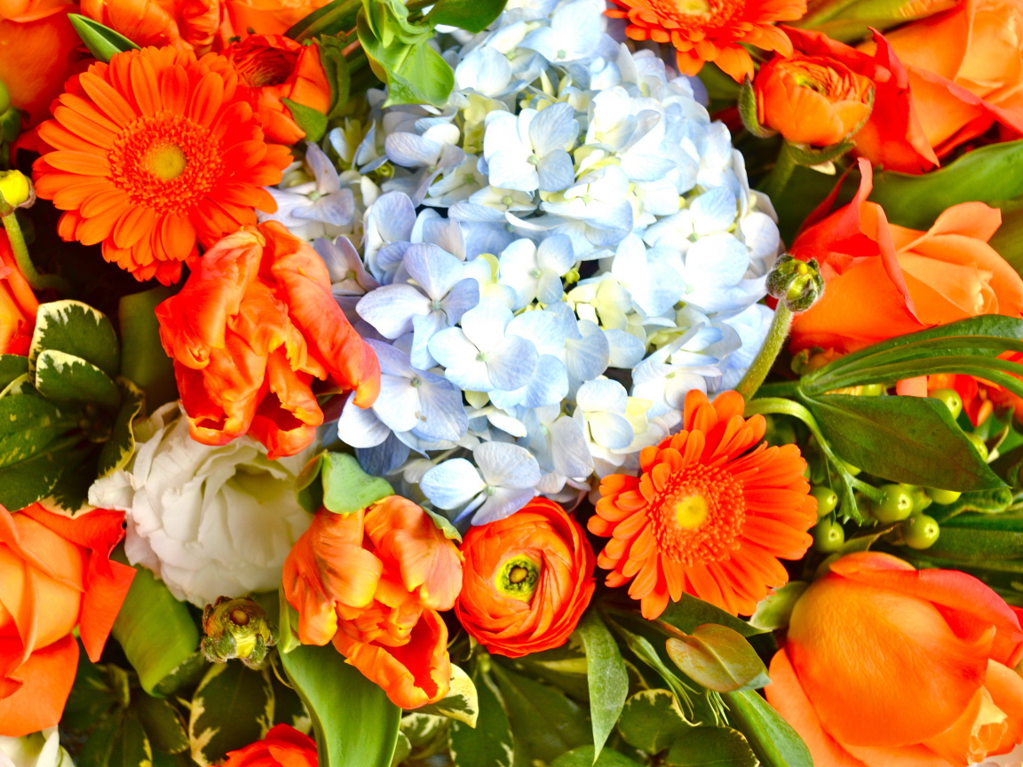 Красивые цветы гербера в парке