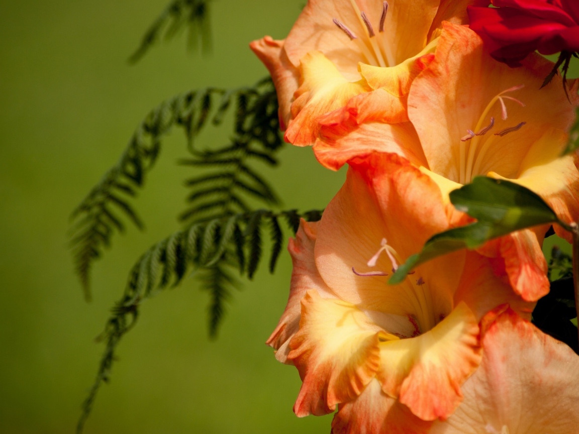 Красивые цветы гладиолус в саду