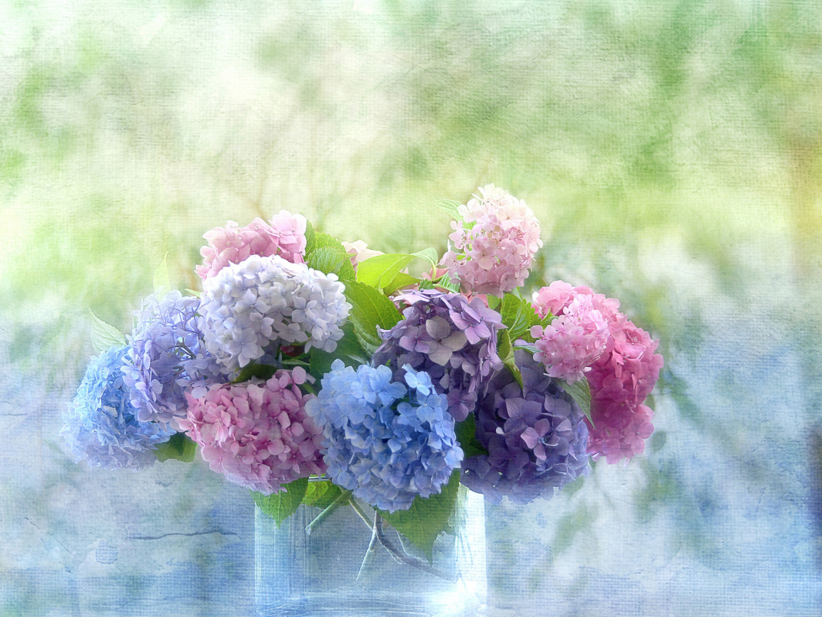 Красивые цветы гортензия в вазе