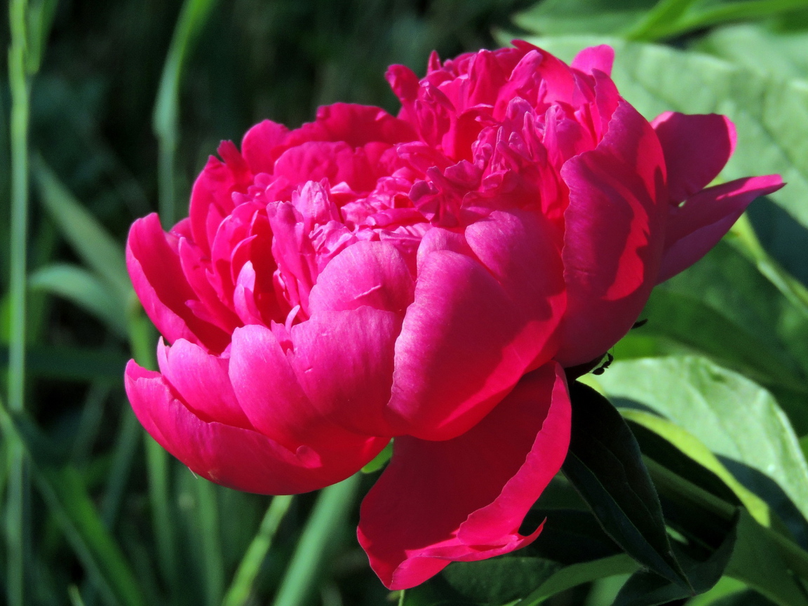 Красивый цветок пион под солнцем